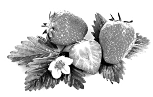 ϴ��ݮ��ȥ�٣�ʳƷ��ȫ��