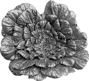 ���ص��˶�����ֲˣ�ʳ�ƣ�