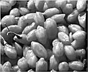 ��ҩ���Ʋ������ڻ�����ר�ҽ��ã�