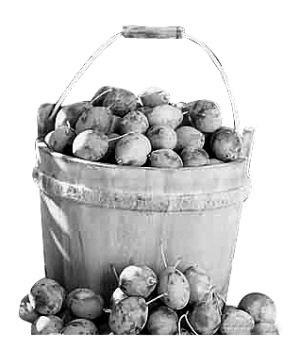 ��÷����õ���ʳ