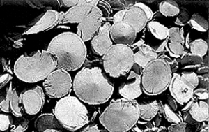 ҩ����������Ҫ����������Ӧ��