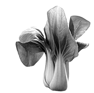 ���۶��ûũҩ