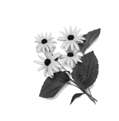 ���ĸ�ĸ���������ǵĳ���