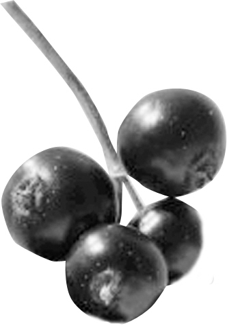 7ɫ���߱���7������