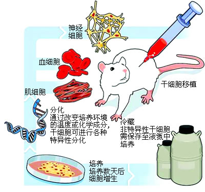 ��ϸ��������˥�ӻ������ٴ���˼��