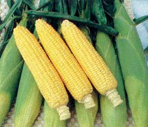 
	
   	���׵�Ӫ������