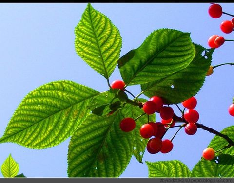 
	
   	Ӫ������ˮ��-ӣ��