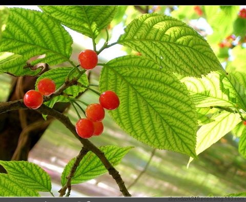 
	
   	Ӫ������ˮ��-ӣ��