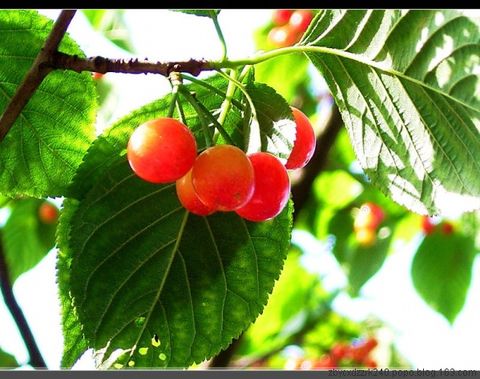 
	
   	Ӫ������ˮ��-ӣ��