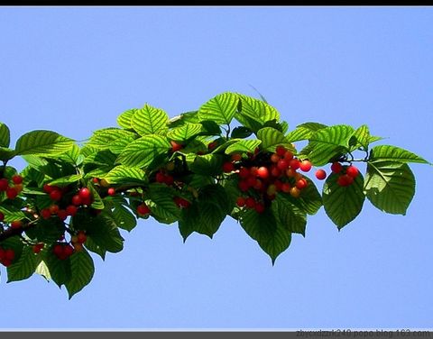 
	
   	Ӫ������ˮ��-ӣ��