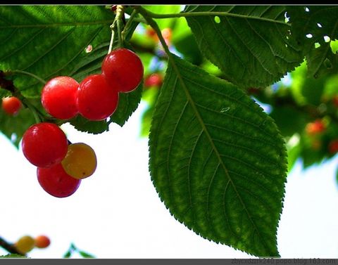 
	
   	Ӫ������ˮ��-ӣ��