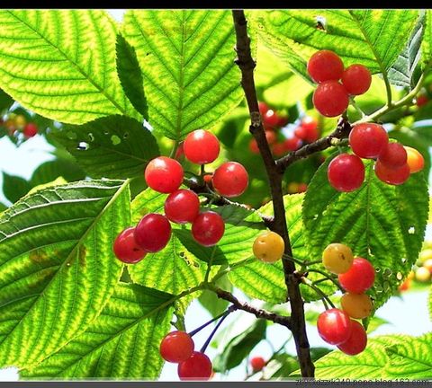 
	
   	Ӫ������ˮ��-ӣ��