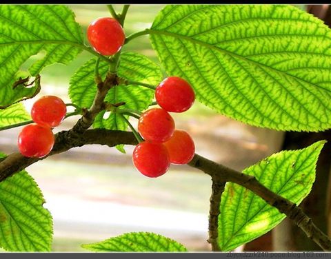 
	
   	Ӫ������ˮ��-ӣ��