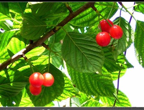 
	
   	Ӫ������ˮ��-ӣ��