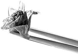 �������ܱ���Ӫ�����ҳ��˵�ѧ�ʣ�