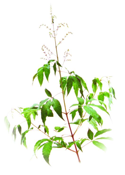 
	
   	�ͼҺ�ҩ����������