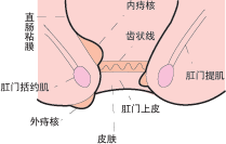 �̴������ƺ�Ԥ�� �ı�����ϰ������ѡ