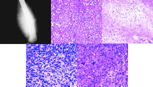 �й����������Ƶ�����㡪���й�����Э������רҵίԱ�ữ��ѧ���������Ҫ