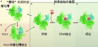 ��Ȼ�������ʡ���ָ����ҩ��� ����������һ�����׸�Ч������