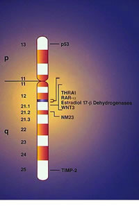 17��Ⱦɫ�������HER2���� ���Ƕ��ǵ������