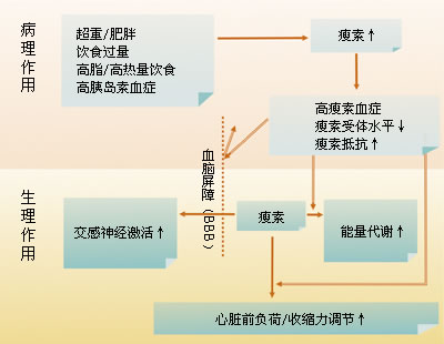 ���������֢����Ѫ�ܹ��ܸı�