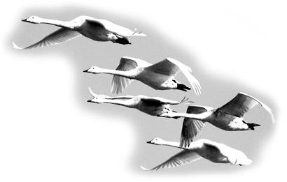 ������һ�����Թ���