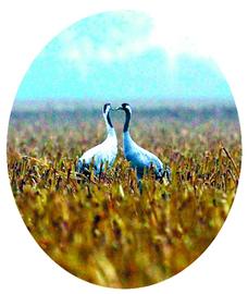 ƽƽ����������