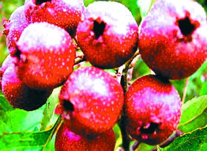 ʳ�ò��� ɽ髱䡰ʯͷ��