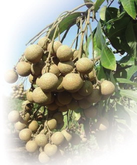 ����ҩʳ������