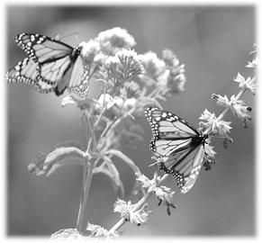 �˺���������仰