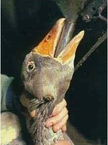 ��Σ����̵���ʳ