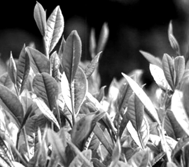 ����߻�ܡ�����Ů�Խ���֮��
