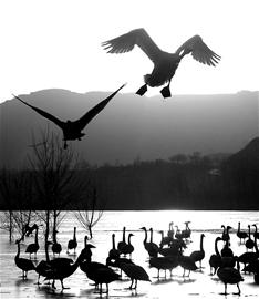 �����������Բ�������