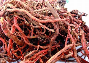 ���ǵ��δ�����