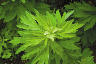 ����ʱ�ڰ�Ʈ��