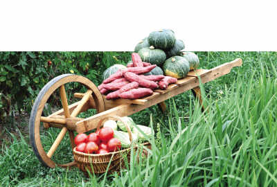 现代果蔬营养被稀释