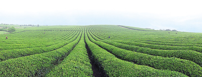 ʲô���Ĳ�Ҷũ����