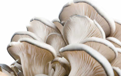 ���������ʵ�Ģ��