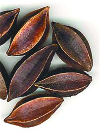 ʹ���������׳�