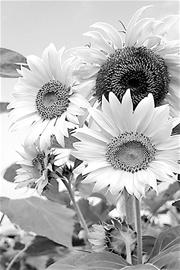 秋天,每天请晒太阳一小时