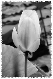 ѧ���л����