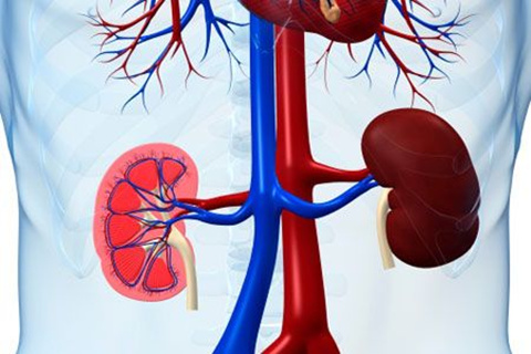 “腰子”病的近虑和远忧