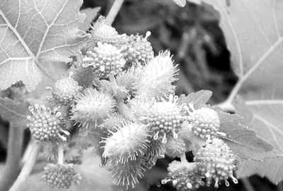 苍耳子煮水能通鼻