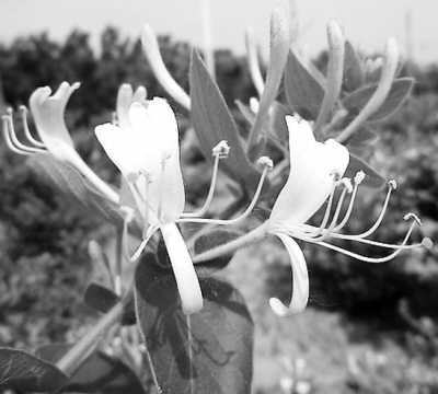 金银花清热不伤胃