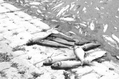 山东昌乐“火碱河”毁了百亩鱼塘(流泪的母亲河5)