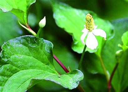 上班族防辐射 不妨喝杯鱼腥草茶