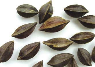 ��Ƣɱ�桰ʹ���ӡ�