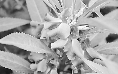 ���ݽ�ʦ������ȻȾ����