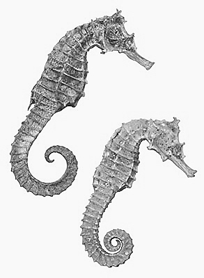 �����Բ�ҩ�ں���Ρ�������