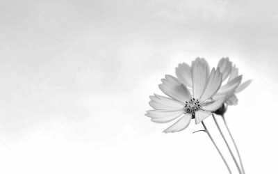 �������װ������(΢�Բ���)